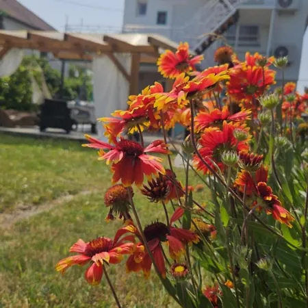 Bagameri Vendeghaz باداتشونيتوماي