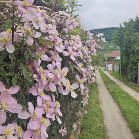 Bagameri Vendeghaz 公寓 *