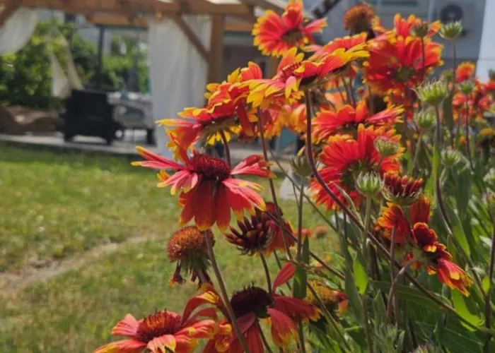 Bagameri Vendeghaz 包道乔尼托毛伊